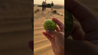 Guys tell me, what is this in Dubai’s Desert?