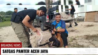 SATGAS PAMTER ACEH JAYA