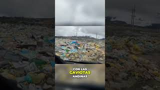 Increíbles avistamientos de rapaces y gaviotas andinas en un campo de basura gigante