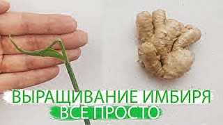 ВЫРАЩИВАНИЕ ИМБИРЯ | ВСЁ ПРОСТО