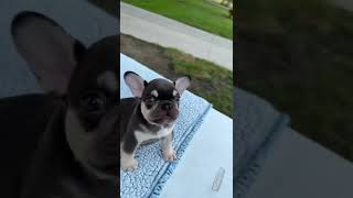 NEW FRENCHIE PUPPY MUST WATCH!!