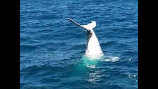 Whale headstand on board Spirit