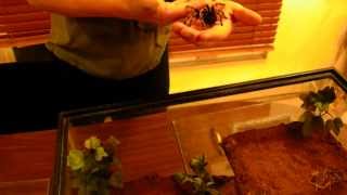 B. Smithi Angus Rehouse