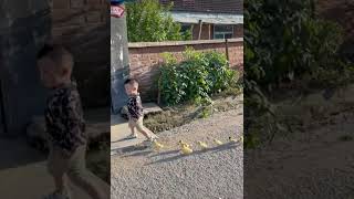 Kid And Ducks Funny Video