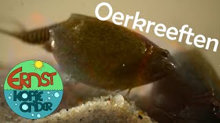 OERKREEFTEN: prehistorische monstertjes, ook in Nederland! #9 Ernst Kopje Onder