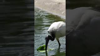 Black headed ibis playing with a twig #nature #shorts