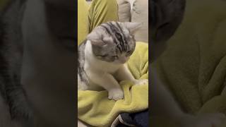 Why Are These Cats Kneeling? Too Cute to Miss!