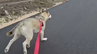 Bikejoring With Rocky