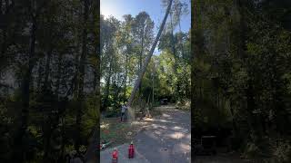 Tall pine stem over driveway #treelife #awesome #trees #nature #treeclimber #part1 #nodamage