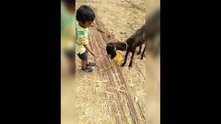 Love for the Animal | Jiyansh loves Animal