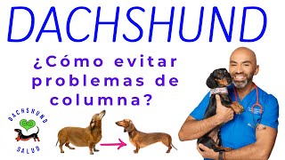 Perros Dachshund- Cómo prevenir problemas de columna