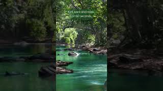 #nature #forestbirdsong #forestsounds #relaxingforestsounds #creek #relaxing #calming #relax