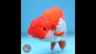 Red White Buffalo Ranchu 4-5 in (241011_RC02)