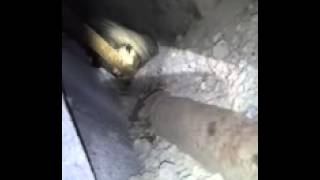 Part 1 Opossum removal from a basement