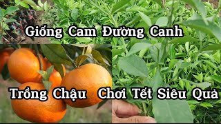 Cây Giống Cam Canh Ngon, Mỏng Vỏ, Chín Vàng Bóng