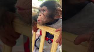 The Cute Little Chimp You Love