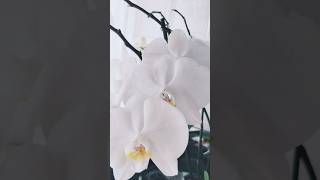 Orchidea bianca - White orchid #shortsfeed #белаяорхидея