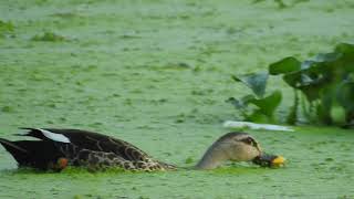 Indian Spot-Billed Ducks at Akkulam Lake