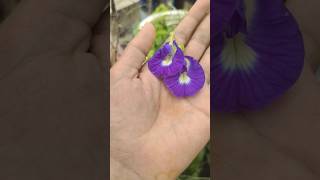 💯🔥Tips 🤯😱for Maximum Flowering in Aprajita Plant"#organicgardening #shortsfeed #short