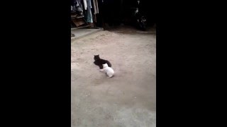 Cat playing tail with fun | catlovers original video