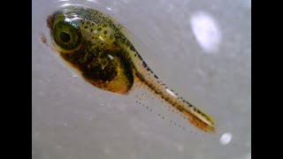 Petroscirtes sp(p). (Saber-Toothed Blenny,,Early Juveniles)