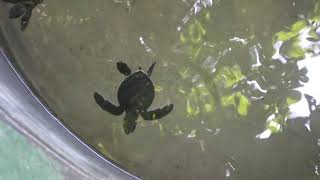 Sri Lanka, Galle, les bébés tortues