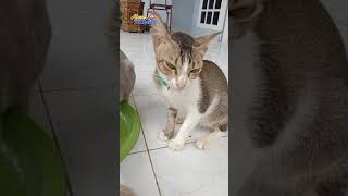 Catty Mengusik Ketenangan, Bikin Tak Enak Makan #shots #cat #catlover #catkucing #cats #catvideos