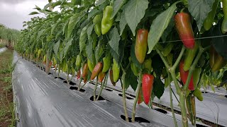 prunning result guides and tips #pepper #farming #tutorial