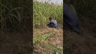 Cutting Grass || Rural Life Punjab || #Shorts #shorts