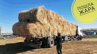 Енисей сняли жатку а там жесть! Сено в разгаре! Запуск новых земель.