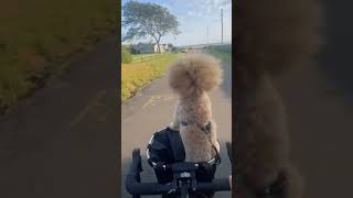 Friend #shorts #short #shortvideo #puppy #cute #funny #viralvideo #trending