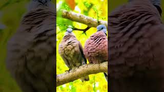 How bird have sex 😱 #shorts #shortvideo #animals #birds