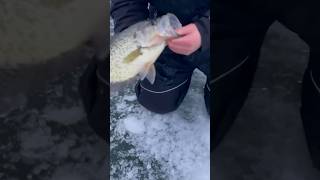 One of the BIGGEST EVER CRAPPIE from MINNESOTA!!! #Walleye #walleyefishing #fishing #shorts