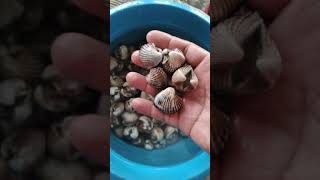 Kerang Gelatik, Kerang Bendul, Kerang Bukur, Kerang Sayur, Bogem Fresh