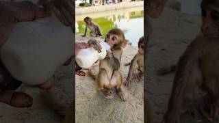 बंदर का बच्चा दूध पीता 🍼🍼🍼🐵🐵🐵 #bandar #monkeyvideo #monkey 0612