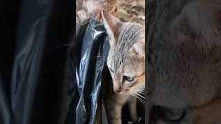 Funny Cat || Viral Shorts || Super Funny Video || Tuki Tuki : Cute naughty cat || Md Golam Bari