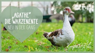 Warzenente Agathe, das neuste Mitglied unserer Gartengang! 🦆😍 Kompost&Liebe