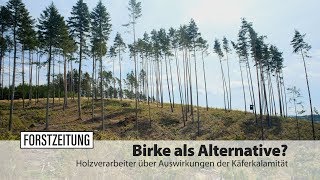 Birke als Alternative?