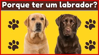 10 Motivos Para Ter Um Labrador Você Precisa Conhecer (Dica Animal)