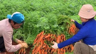 Thu hoạch CÀ RỐT BABY Đà Lạt, với cách trồng này thì yên tâm dùng như SNACK TRÁI CÂY.