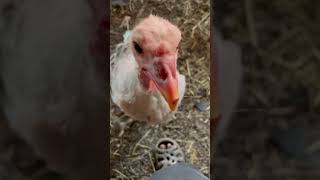 Curious turkey hen