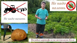 Посадка картофеля по технологии Коло (пахать и полоть огород не надо)