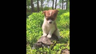 cute dog and turtle