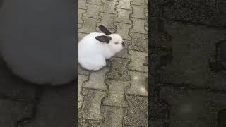 White rabbit goes away 🐰 #rabbit #funnyanimals