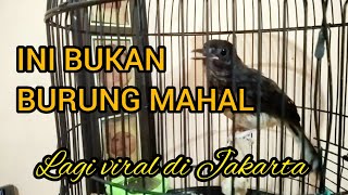 SUARA NGEPLONG DAN KETREKAN MURAI BATU TROTOL