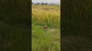 #mongoose | ముంగిస | Short video