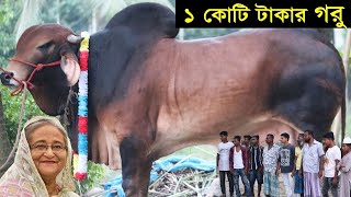 হাট কাঁপানো সেরা ৫টি গরু (২০২১) ! গরুটিকে দেখলে অজ্ঞান হয়ে যাবেন ! Respect !