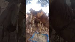 Amazing camels market #camel #youtubeshorts #ytshorts #animal #vlog #village #shorts