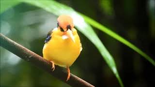 oriental dwarf kingfisher