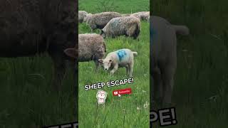 Sheep Escape! 😁😍 #shorts #vanlife